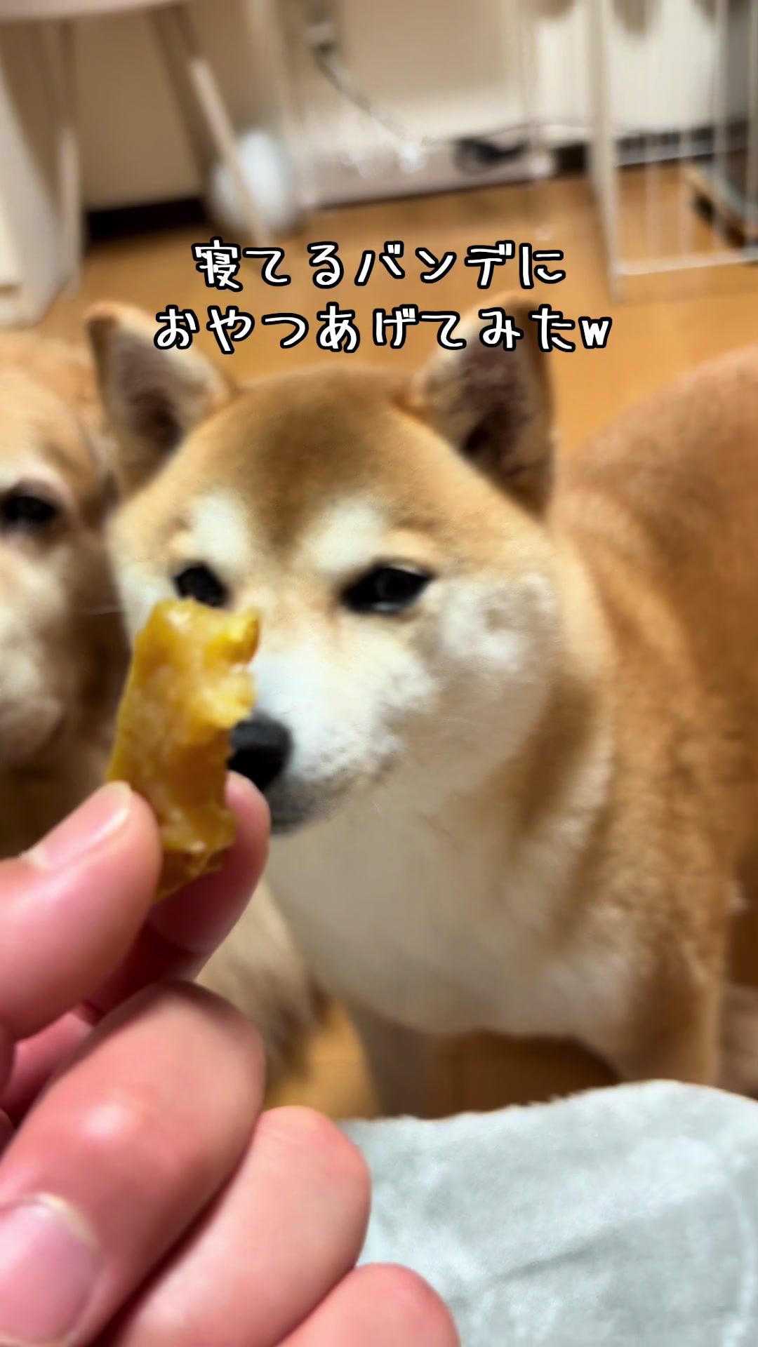 @ムックパパ🔶🐾