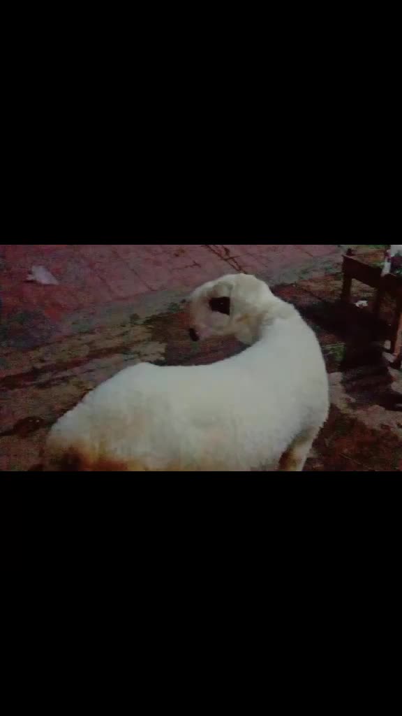 @cow lover@