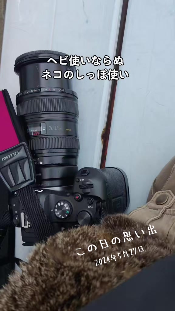 @猫写真家 森永健一