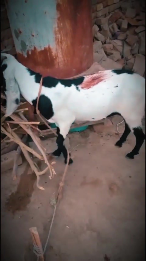 @IRFAN HAIDER