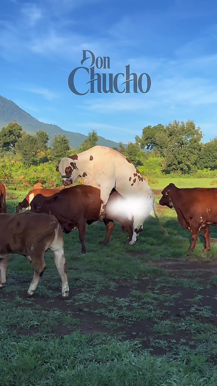 @BEEFMASTER DON CHUCHO