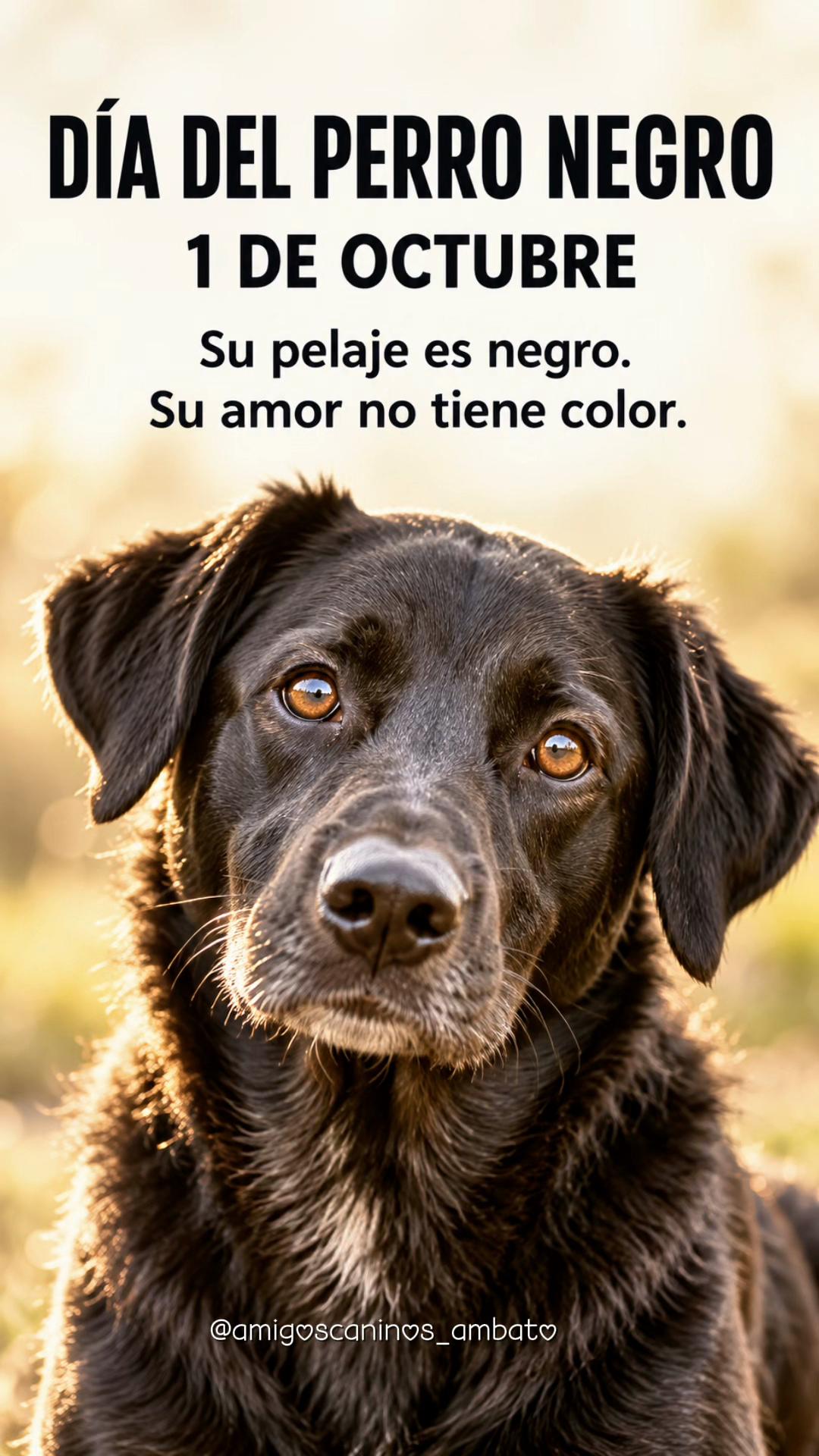 @Amigoscaninos_Ambato