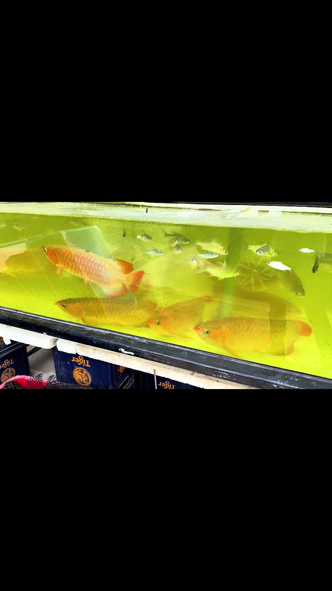 @MK AROWANA SPECIALIST