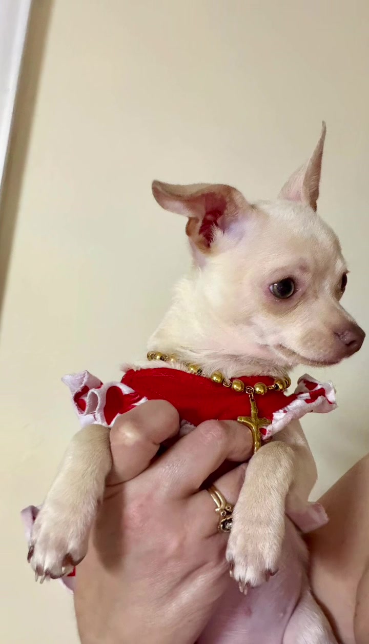 @chihuahuasbabies