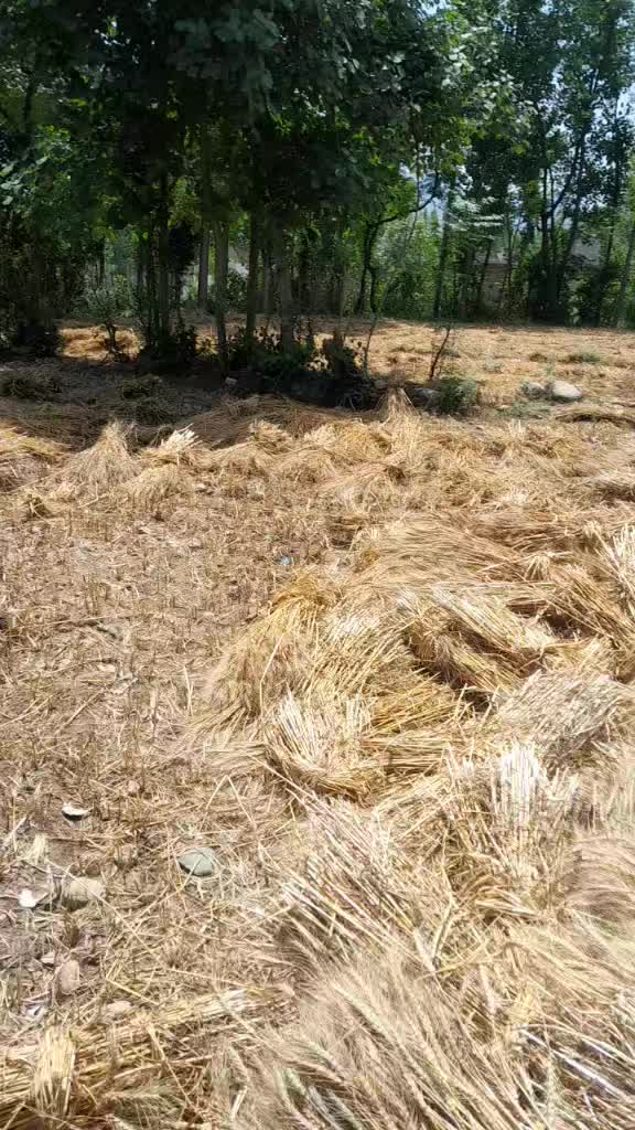 @H Rahman