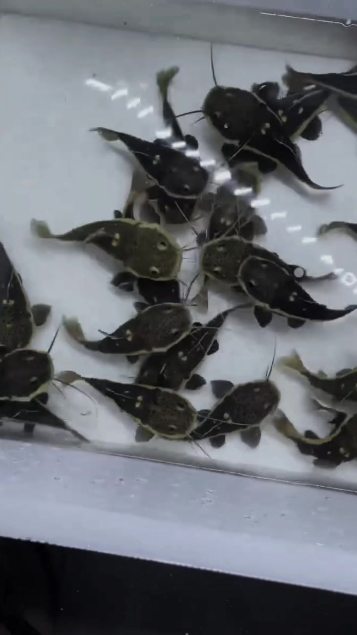 @網上看魚