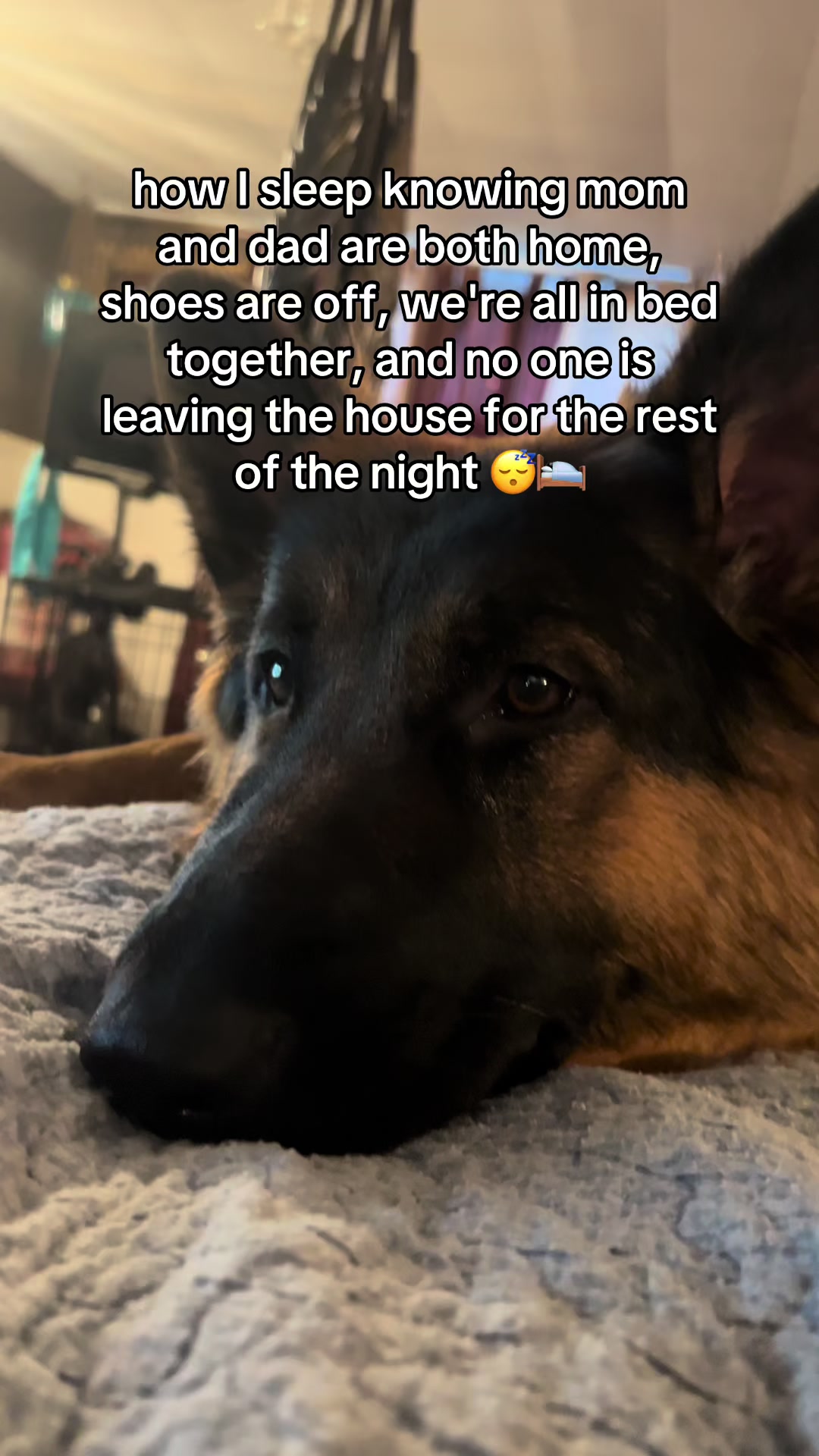 @ksdoggos