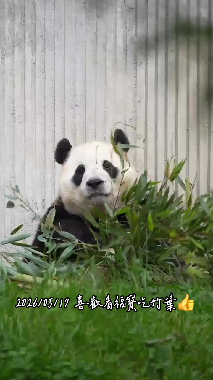 @福寶需要愛的抱抱