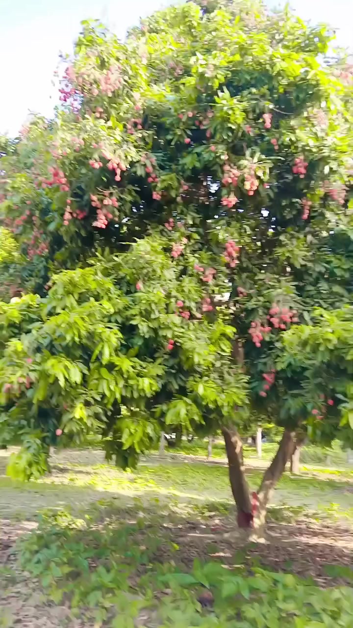 @𝐁𝐈𝐒𝐇𝐍𝐔 𝐃𝐄𝐕