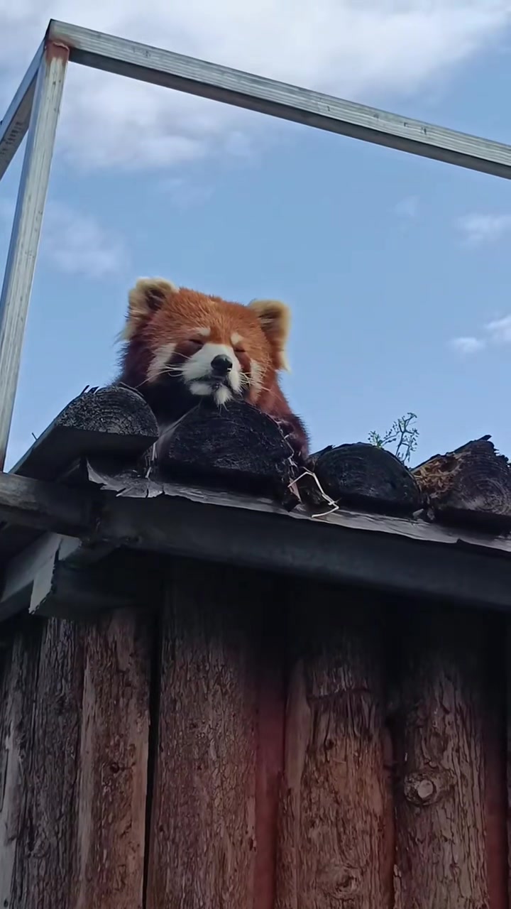 @littlepanda6487