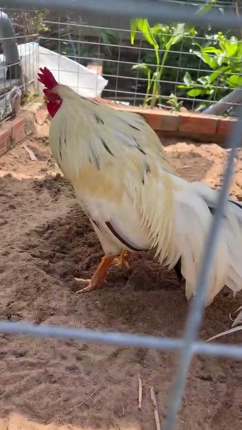 @Quốc Bảo ( baosting)