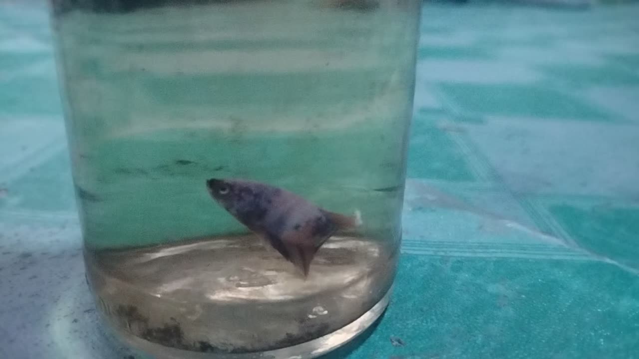 @Fish keeper