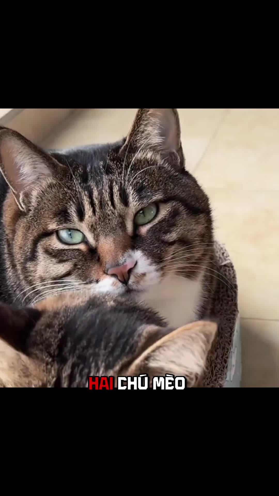 @Zatsugaku Animal