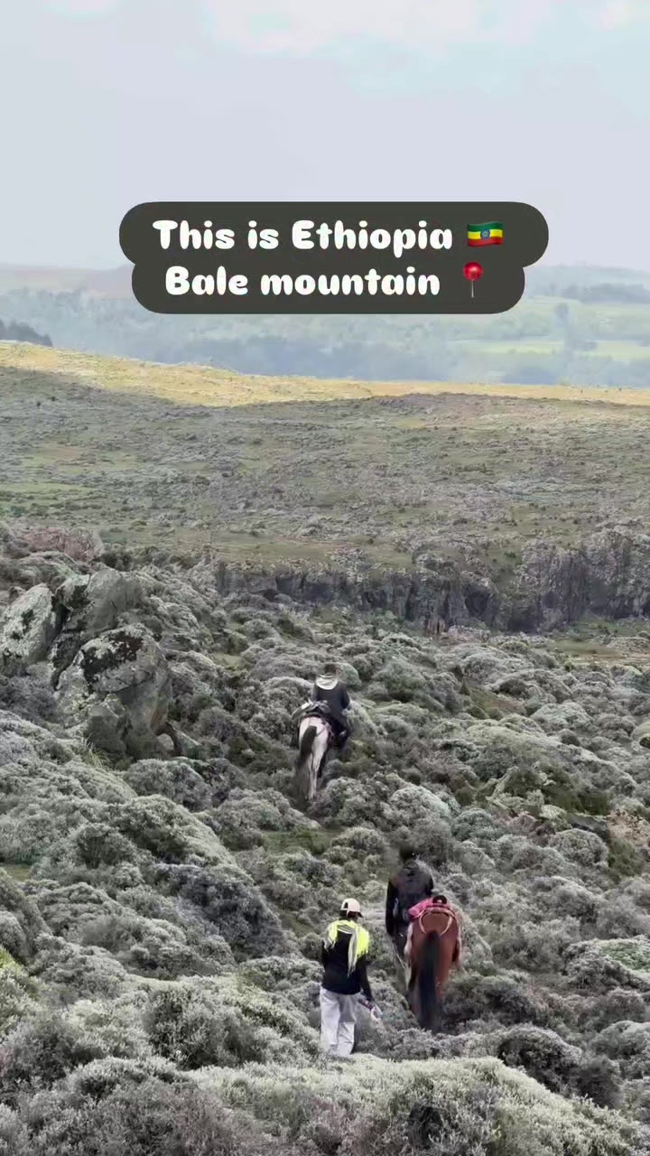 @Aylin🧕❤️wolloyewa🇵🇸🇹🇷🇪🇹