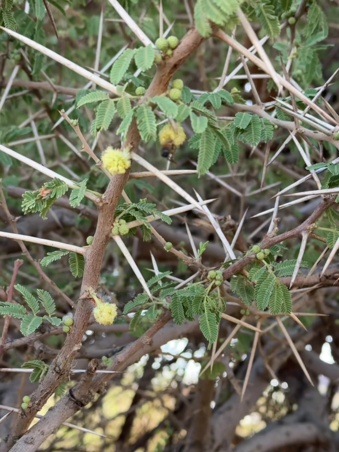 @مناحل ابوعبدالرحمن