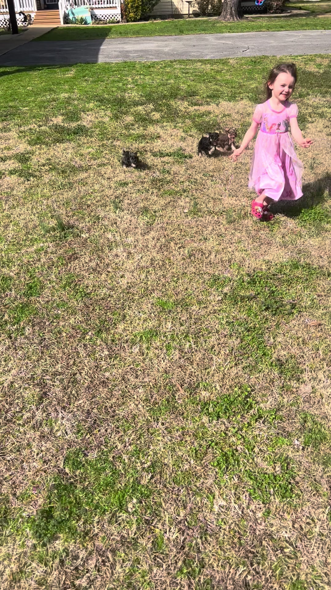 @Black Creek Kennels Schnauzers
