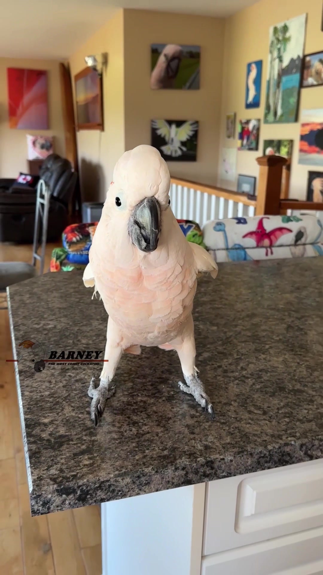 @Barney the West Coast Cockatoo