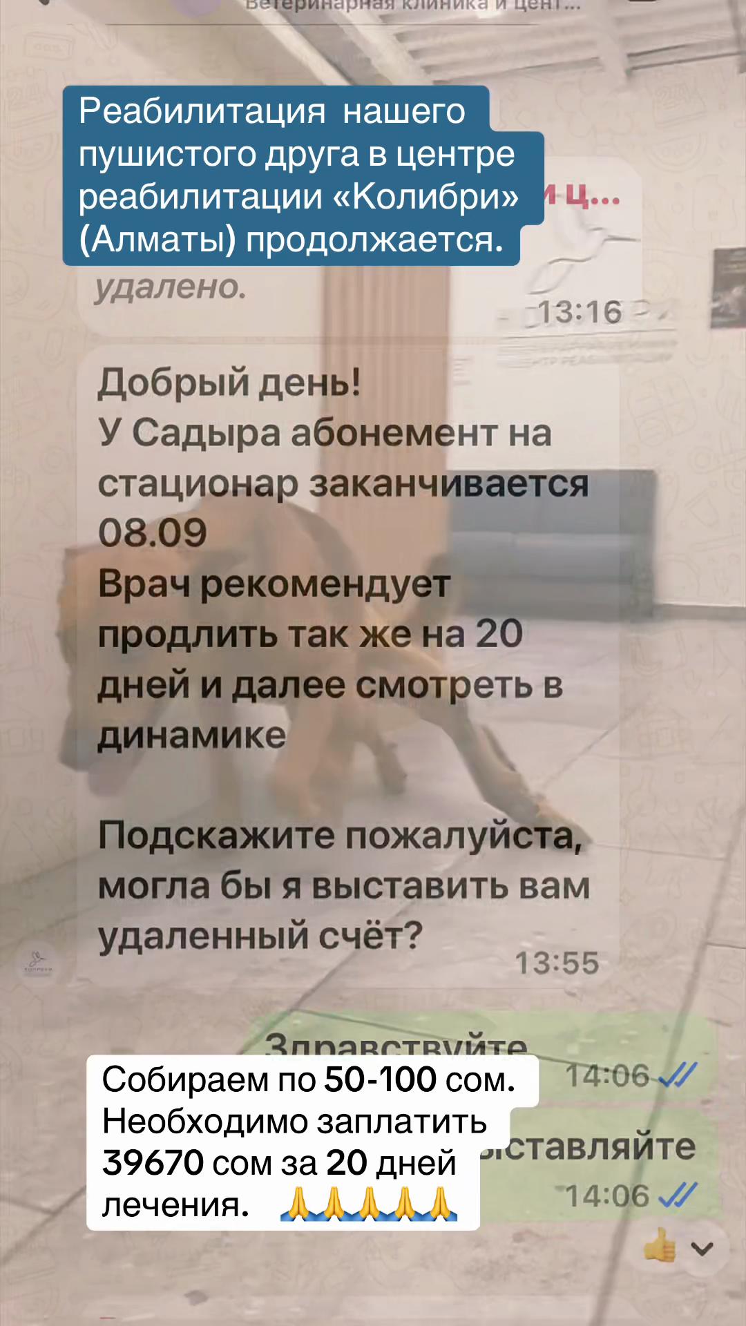 @Приют Ковчег Кыргызстан