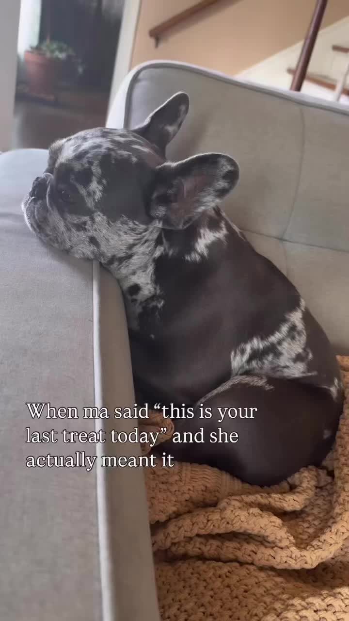 @Fly Lil Frenchie From OKC