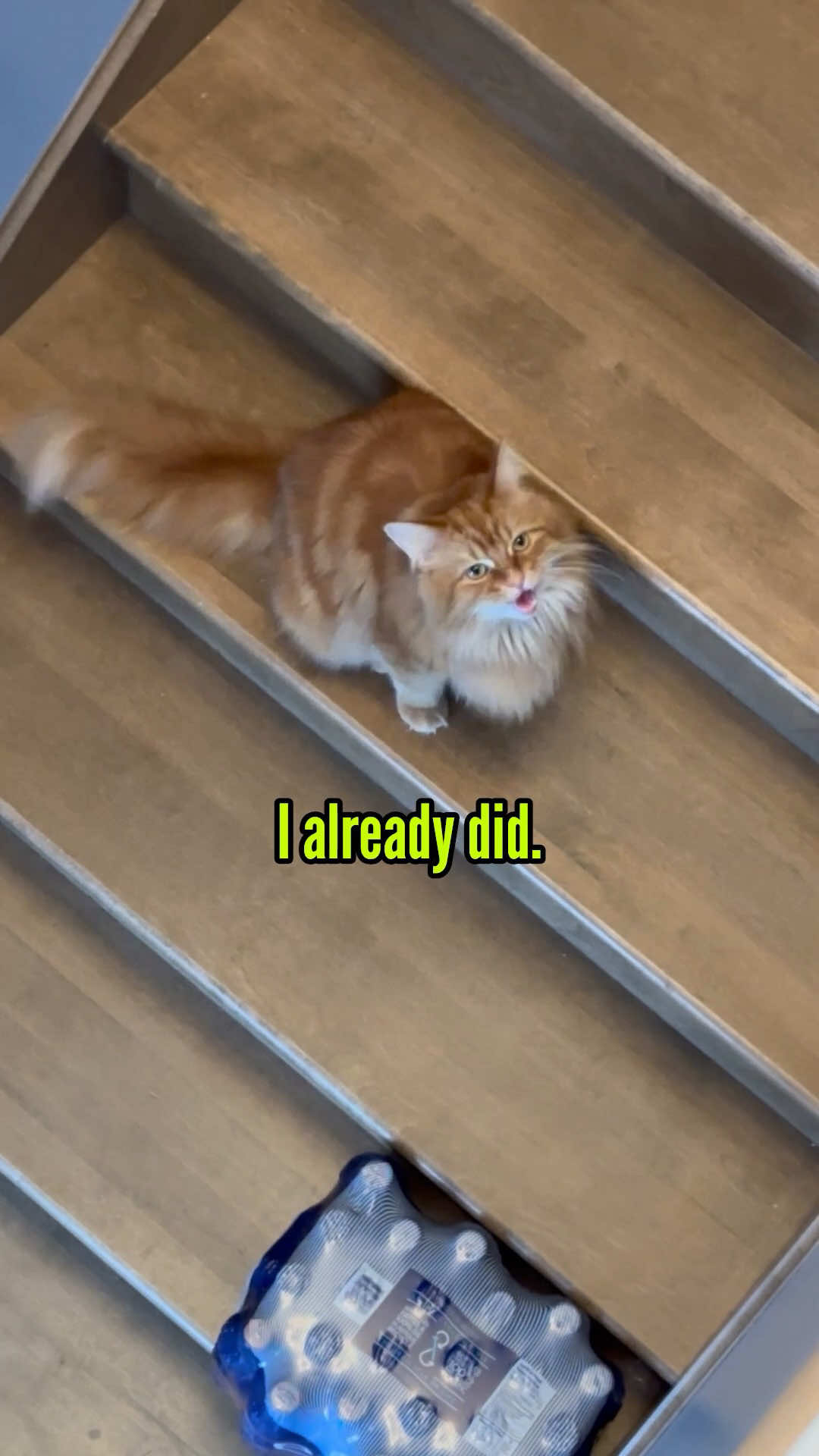 @The Oreo Cat