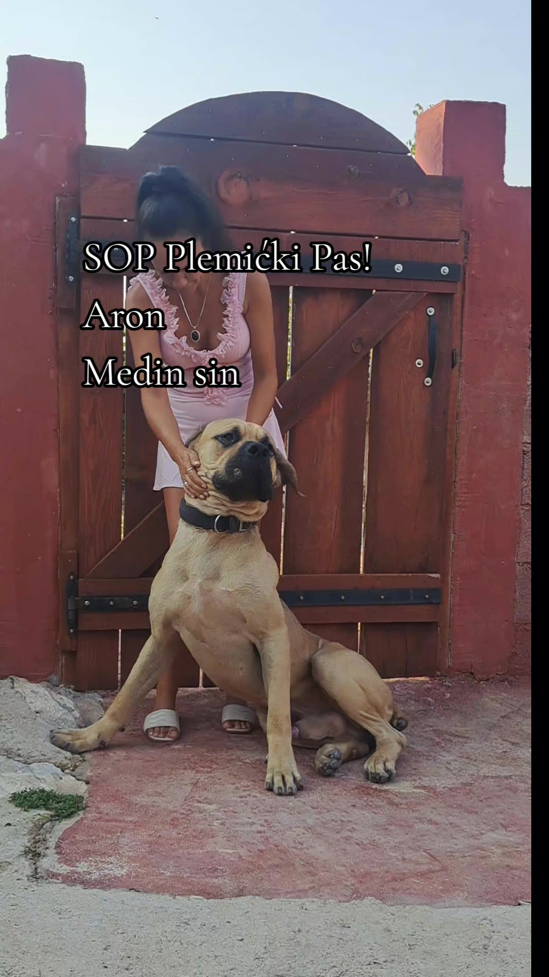 @Plemićki pas Srpski mastif