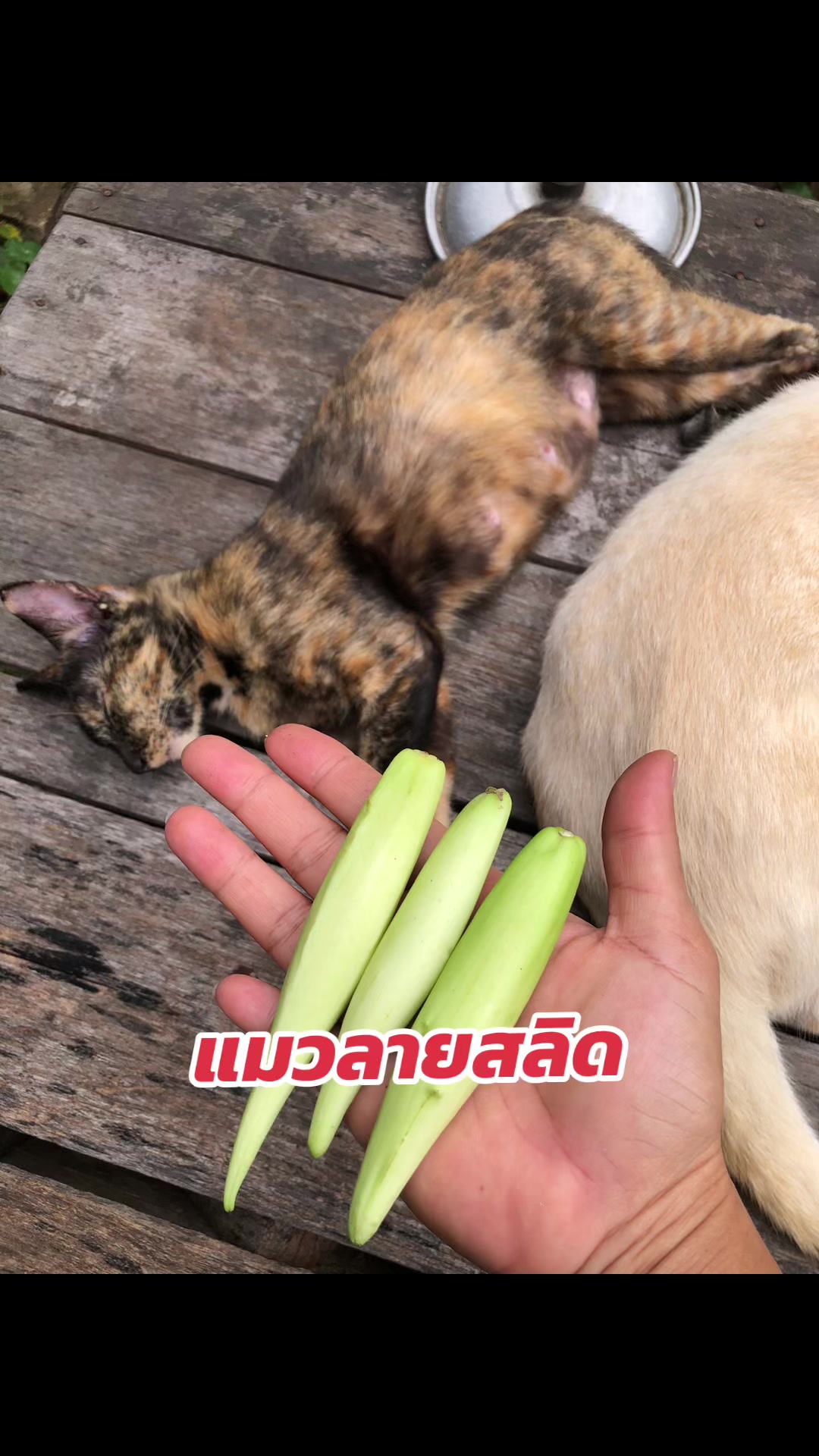 @🌿เจ๊ต่าย ขายผักป่าผักบ้าน🌿