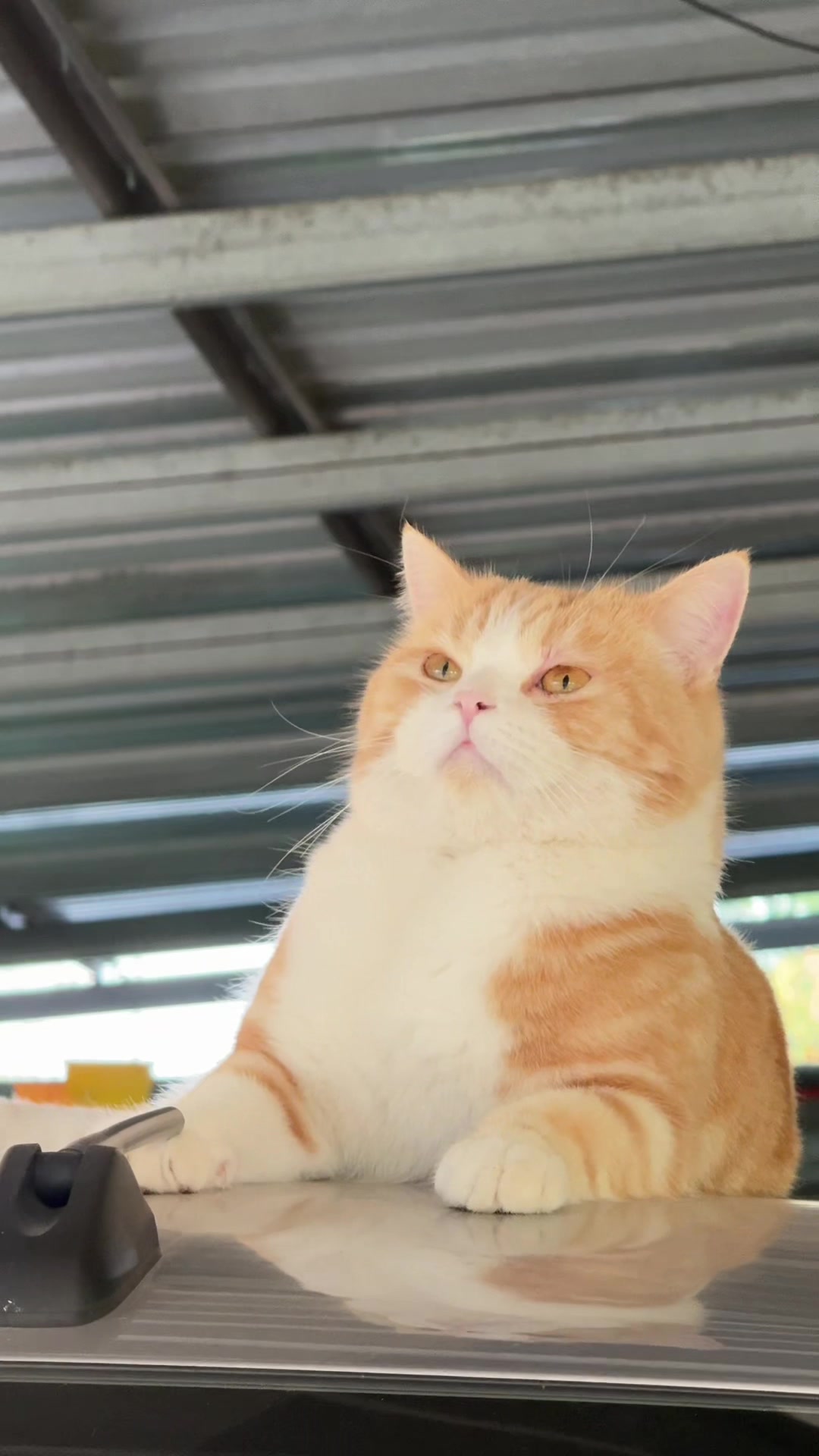 @กาฟิวส์ แมวสกปรก