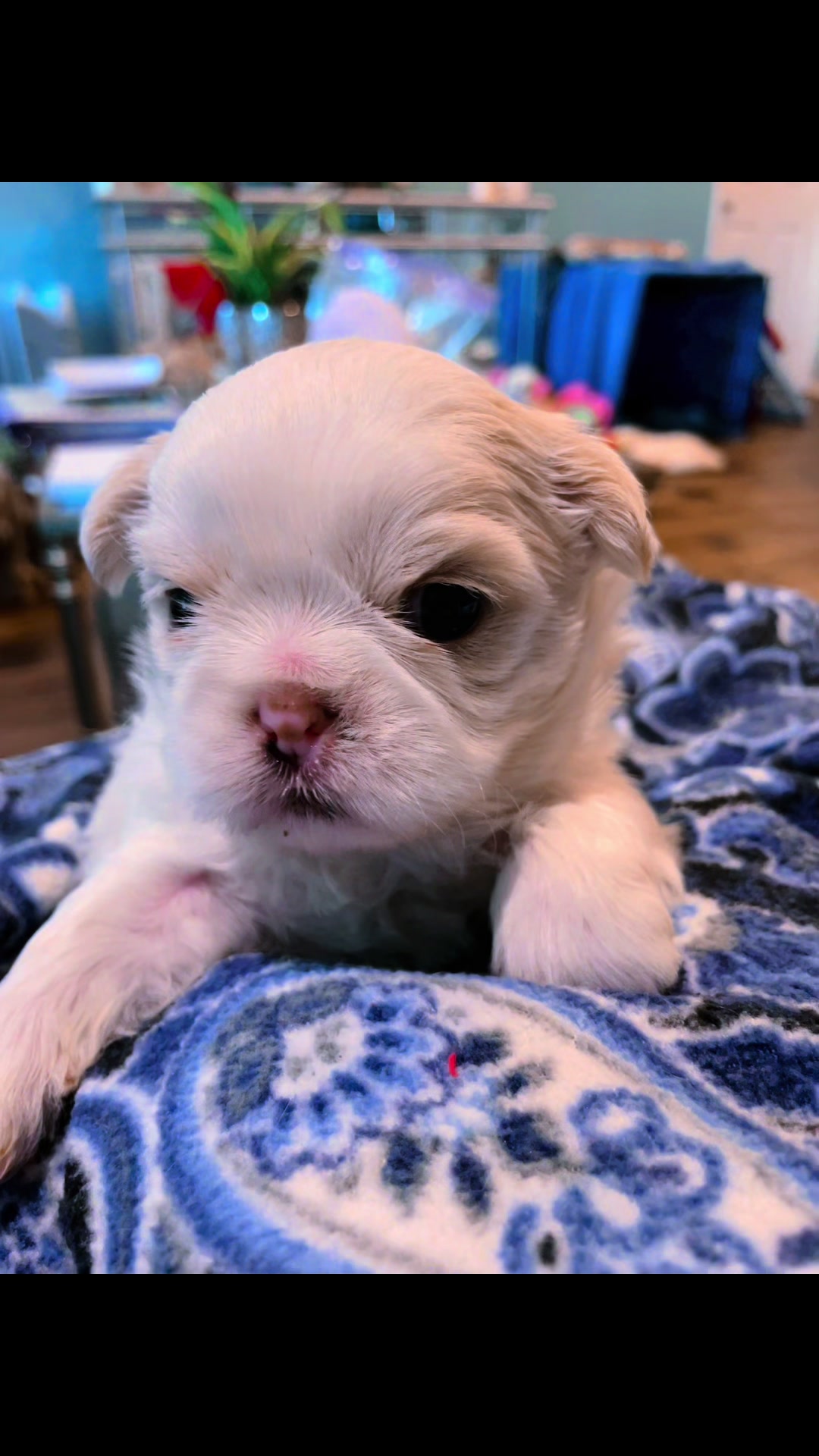@Twilight Shih Tzu