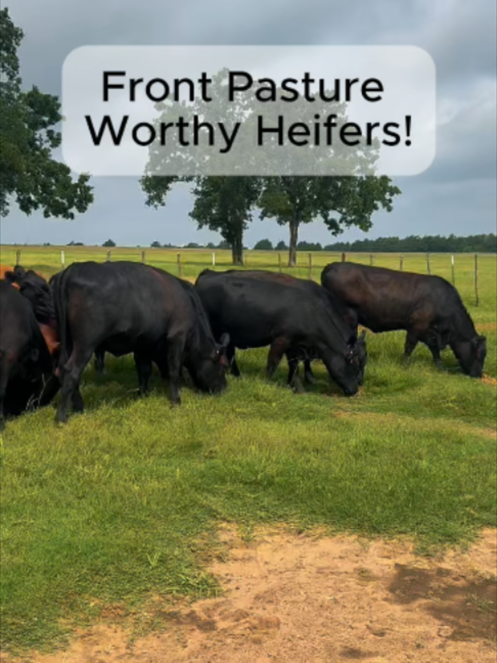 @Rutherford Land and Cattle