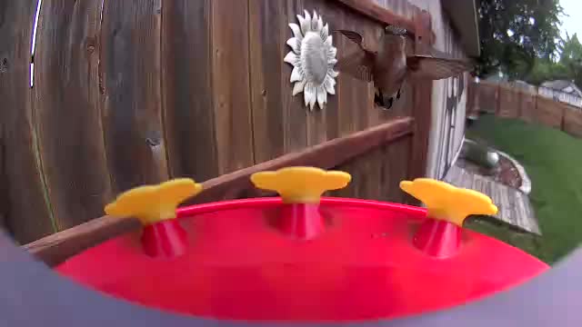 @Crazy Bird Lady
