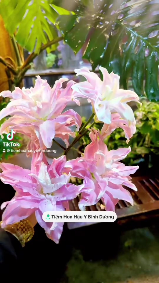 @Chú Hậu Tiệm Hoa Bình Dương