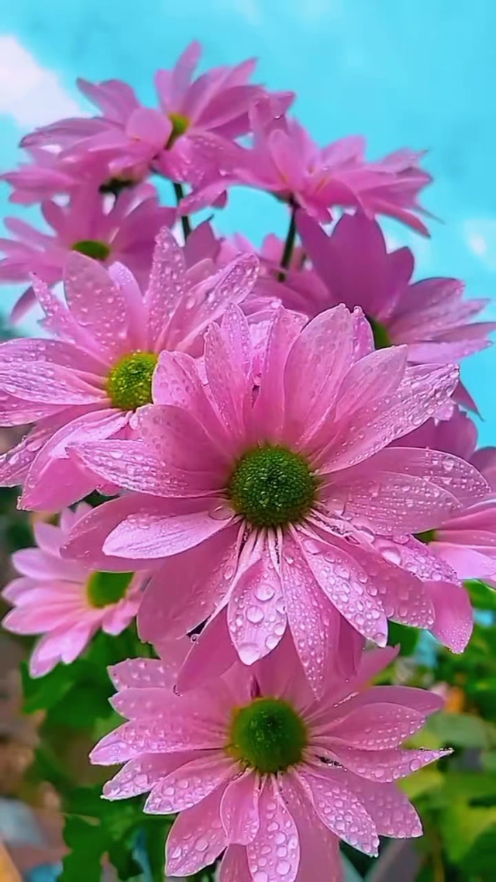 @G&ouml;cem