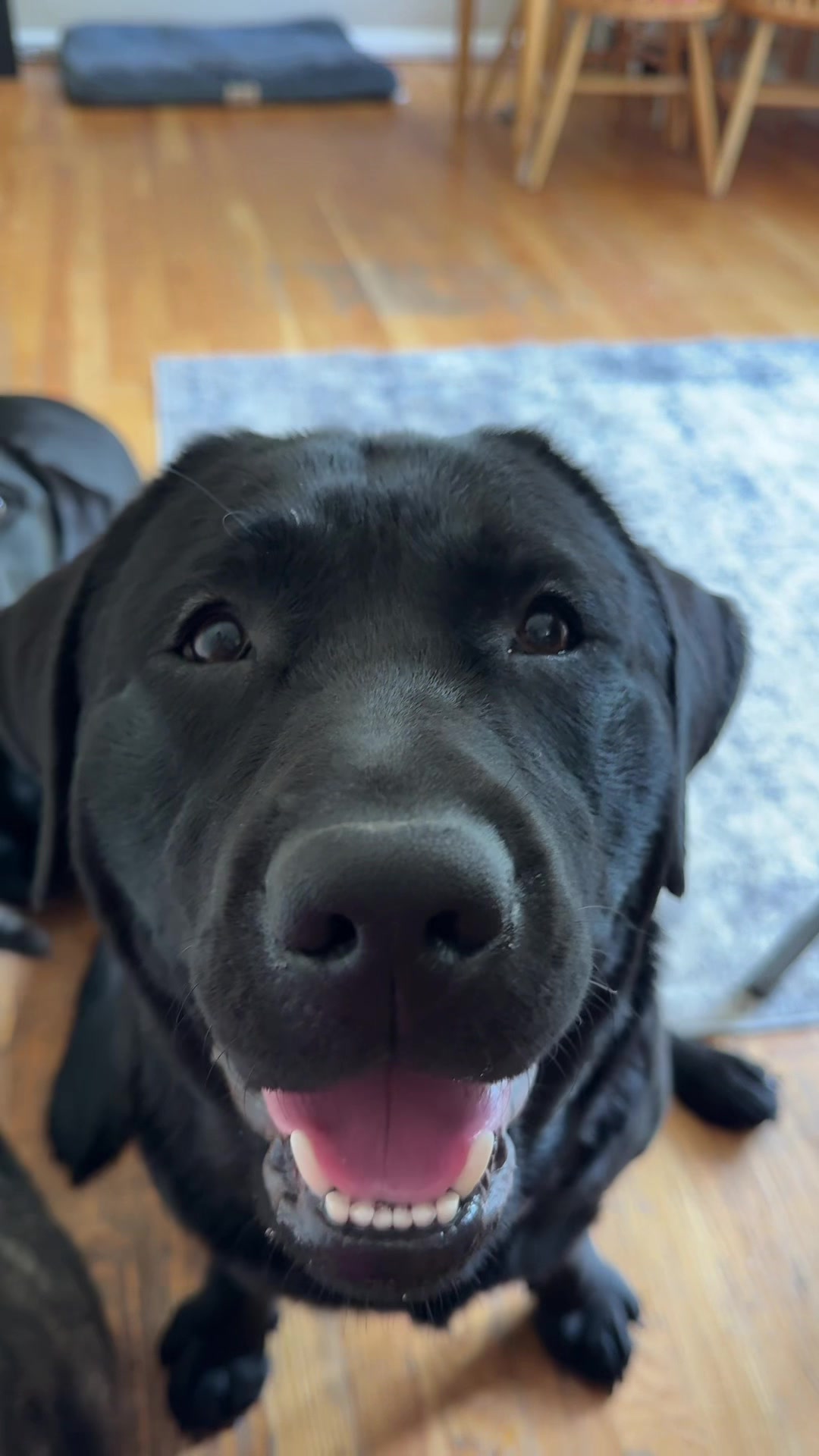 @DennisTheBlackLab