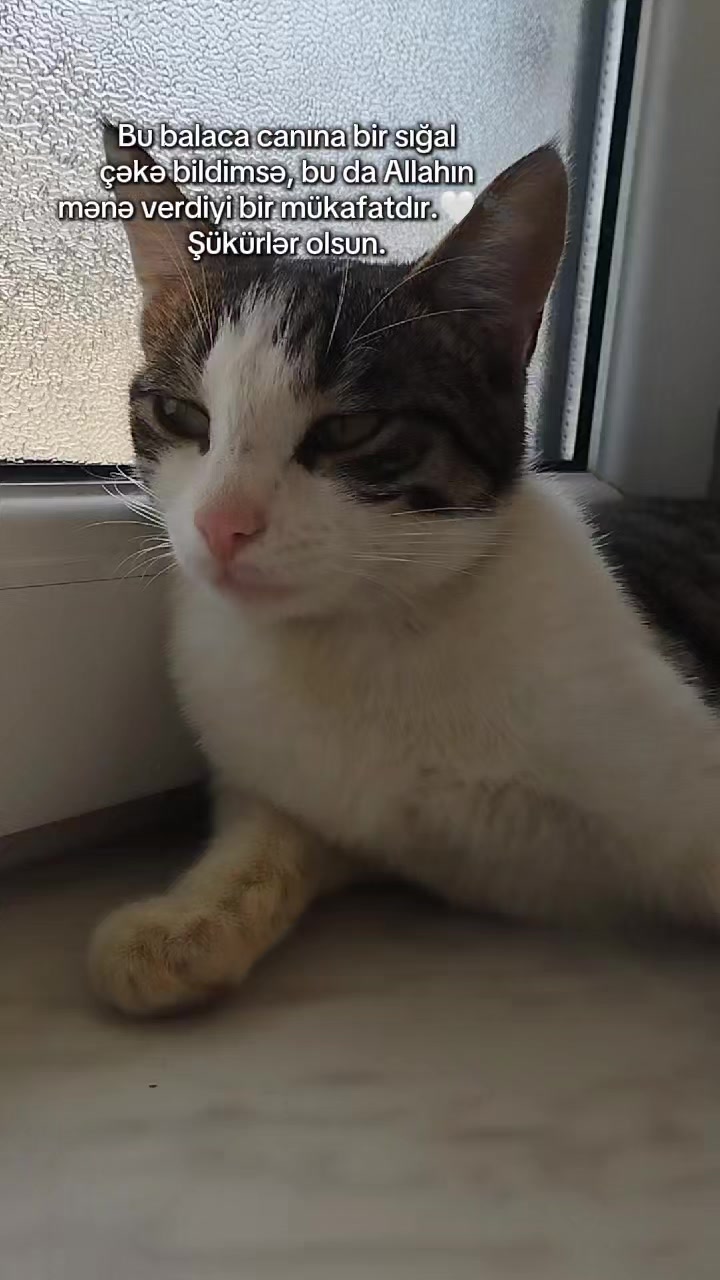 @🐾