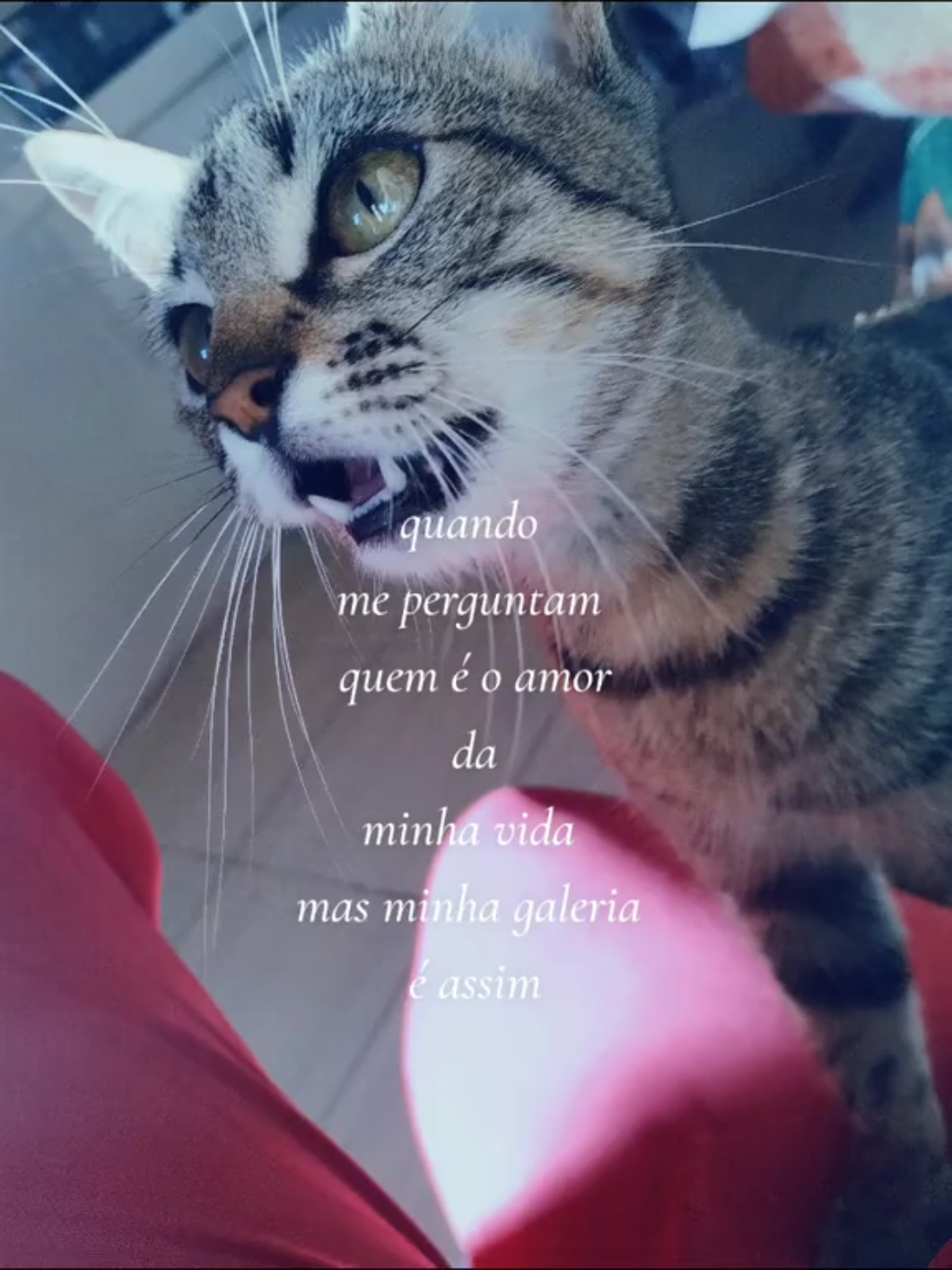@Amanda Brum