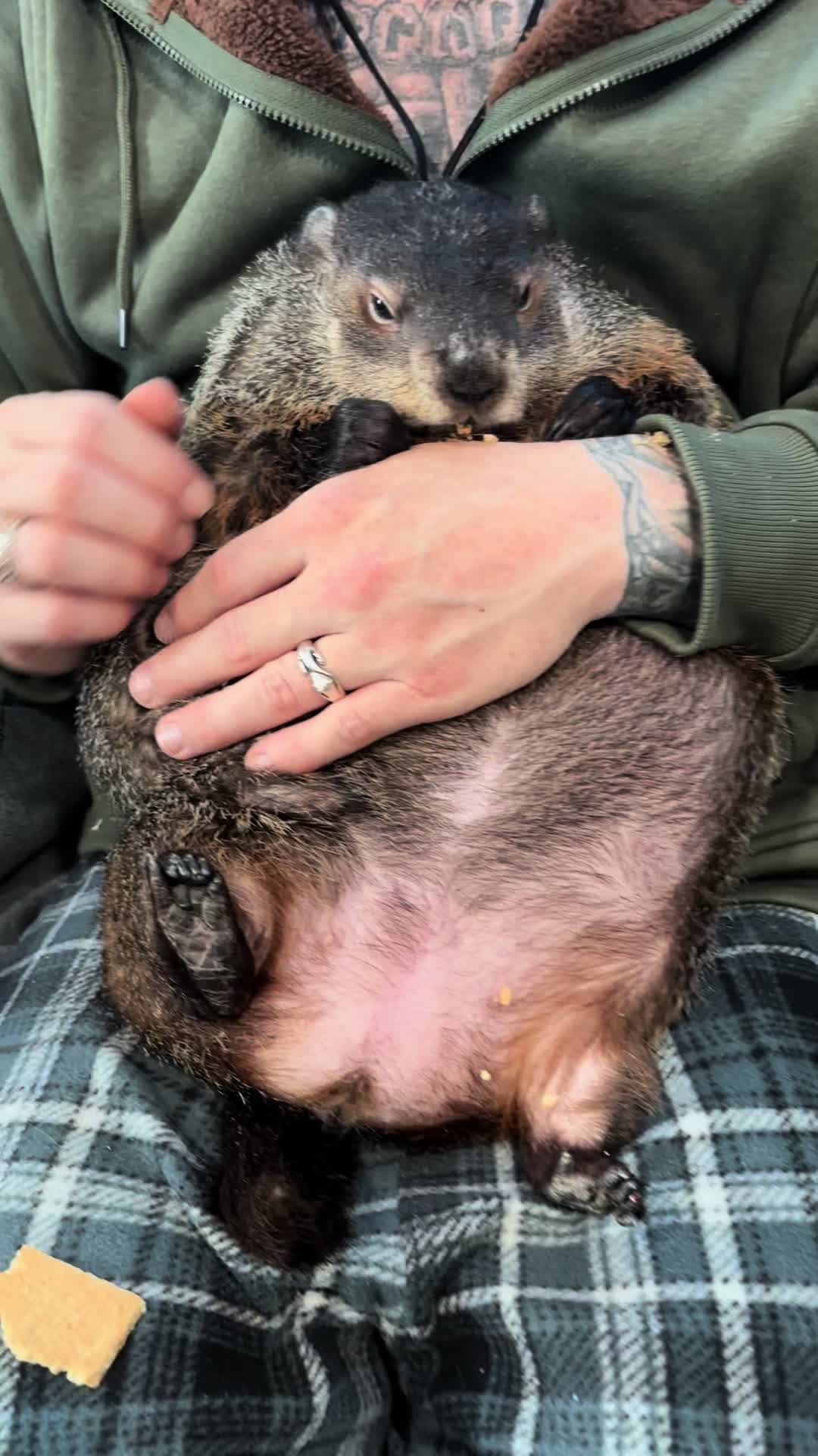 @Wilbur the Woodchuck