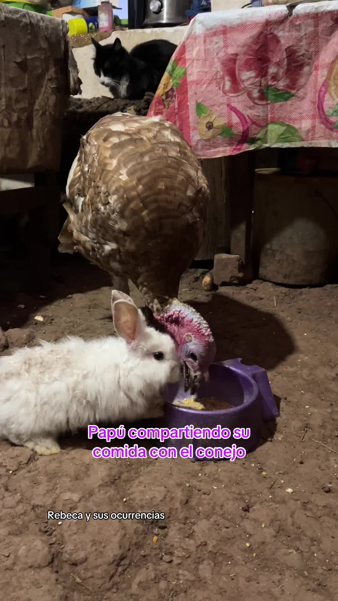 @🐈Rebeca y sus ocurrencias