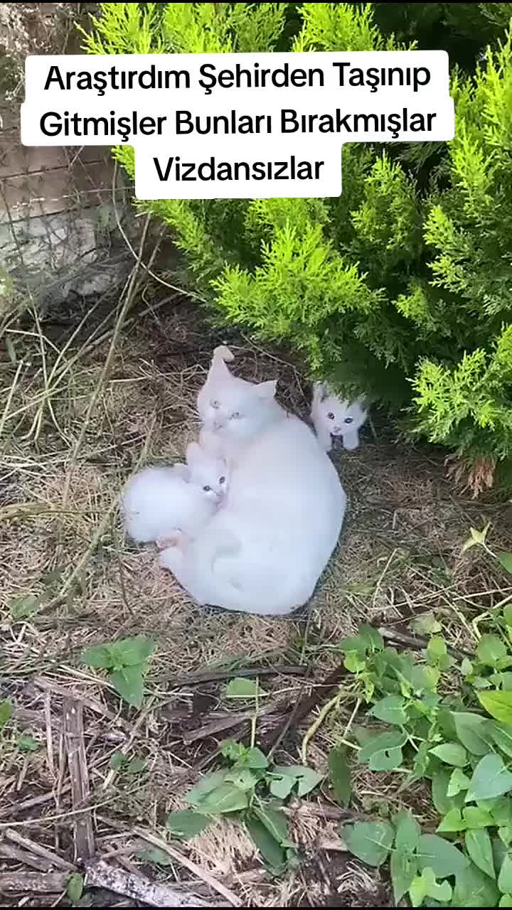 @MUSTAFA38