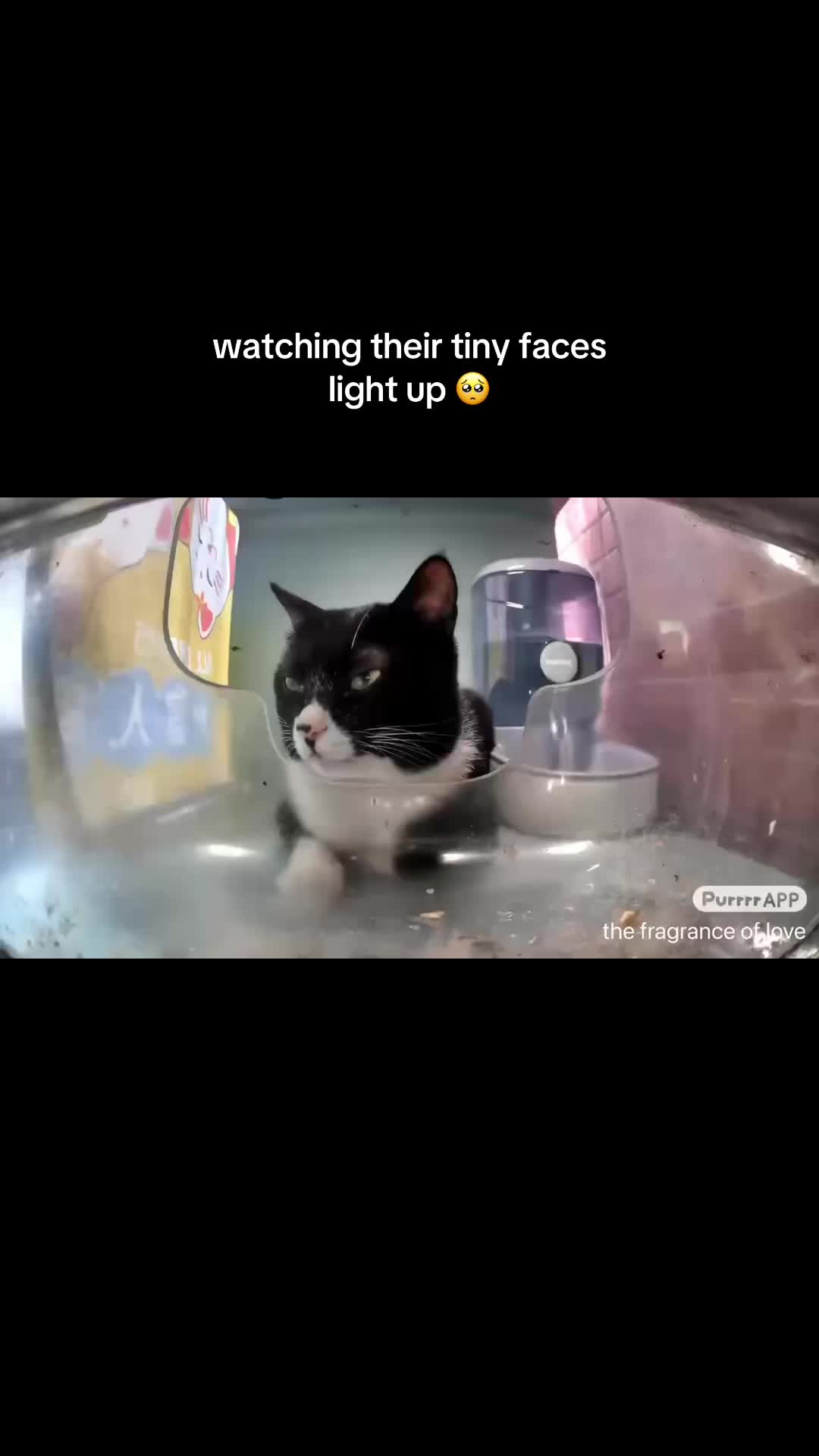 @mika 🐯