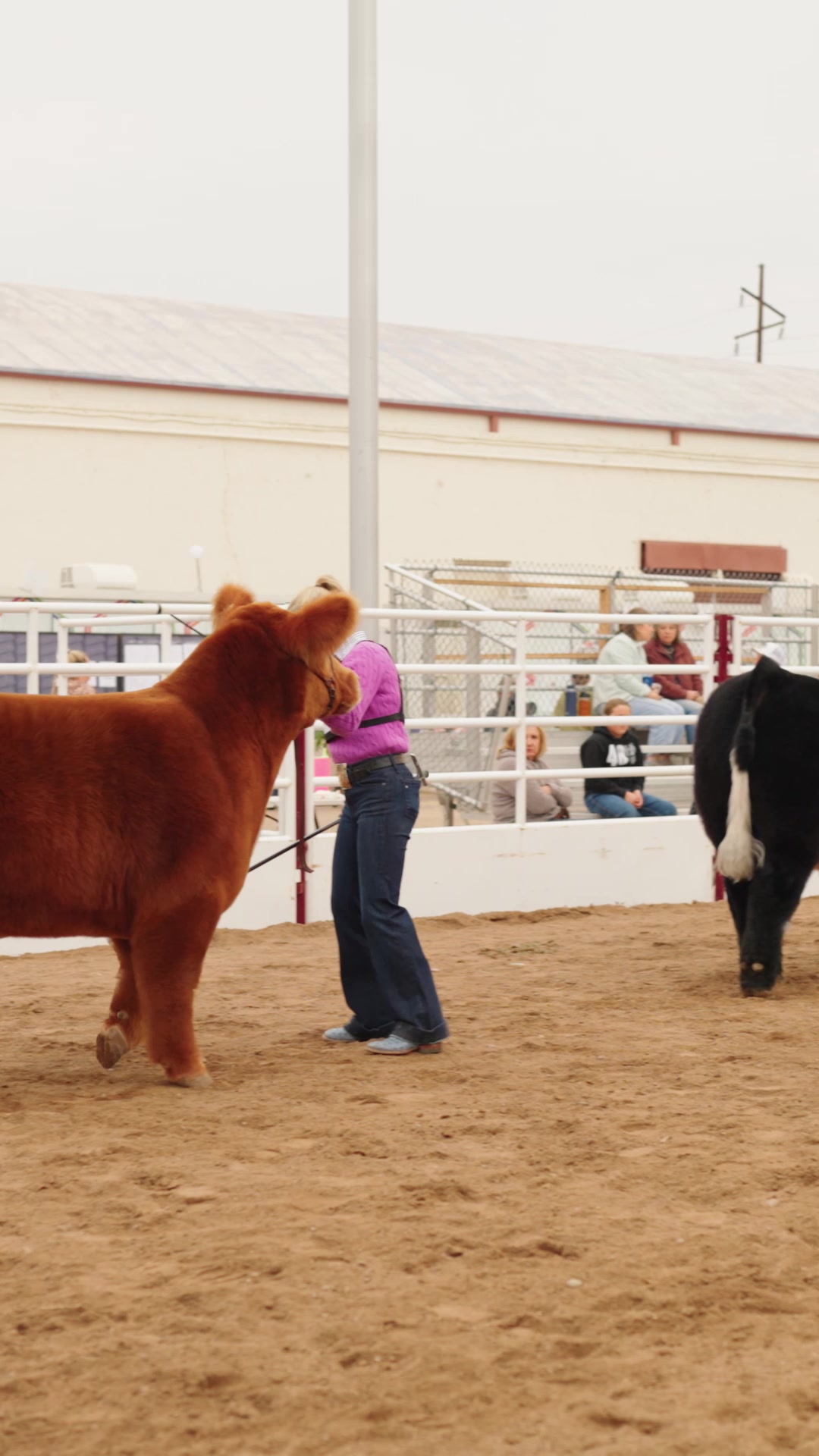 @AZ National Livestock Show