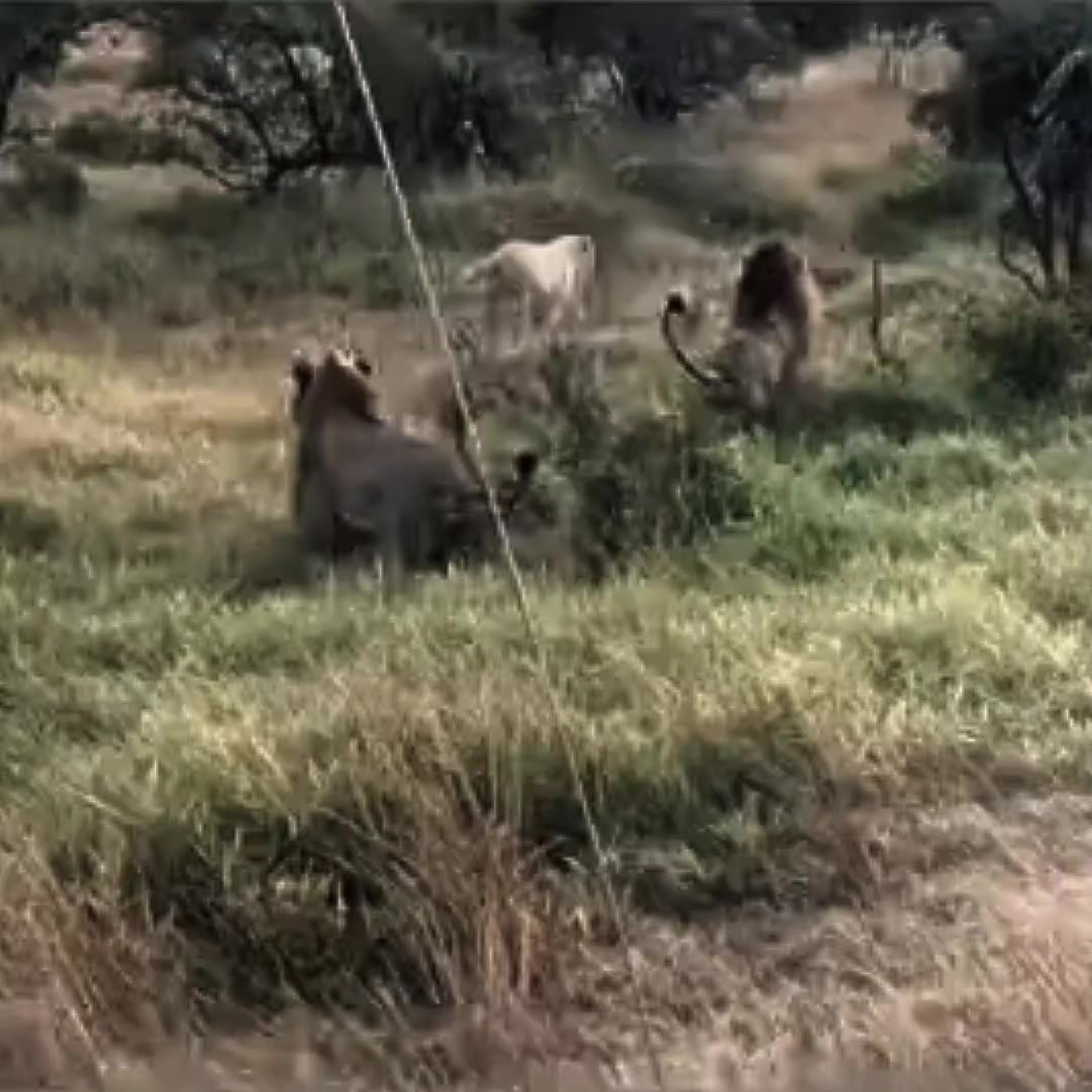 @ᛉ