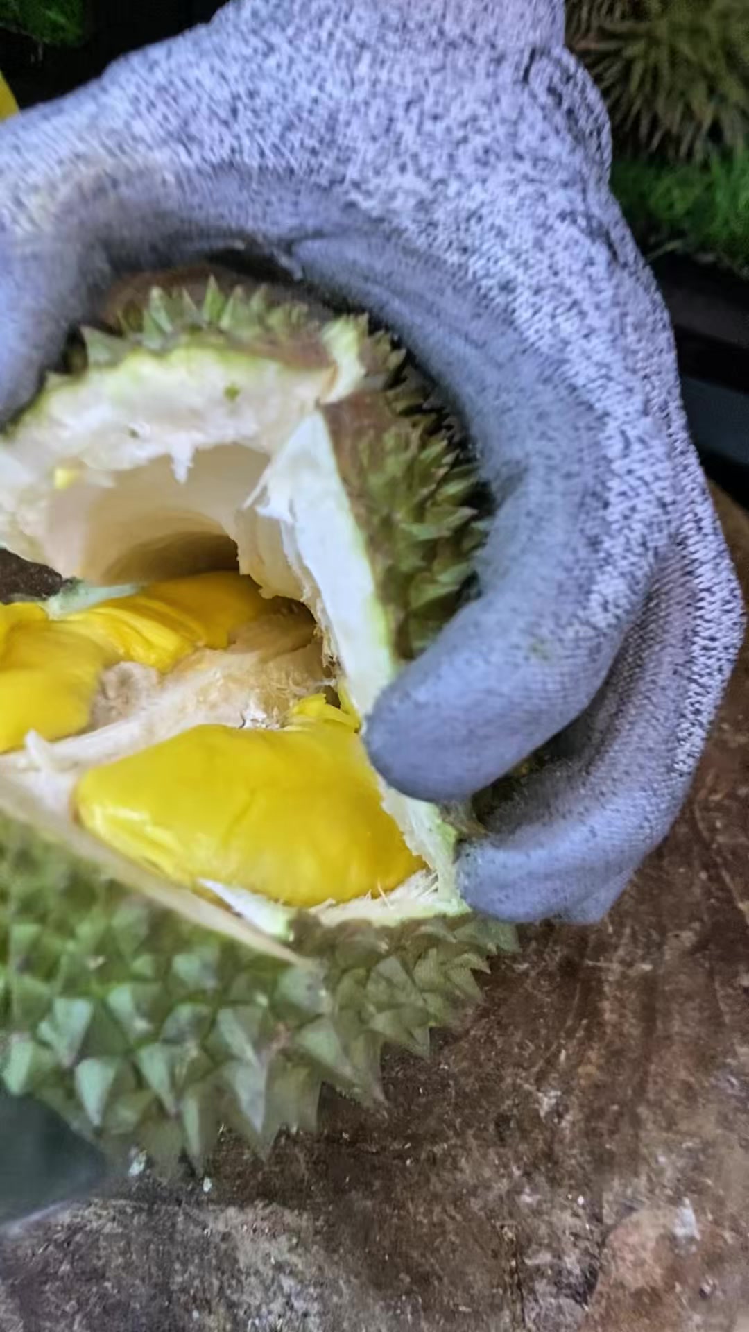 @CICIP DURIAN