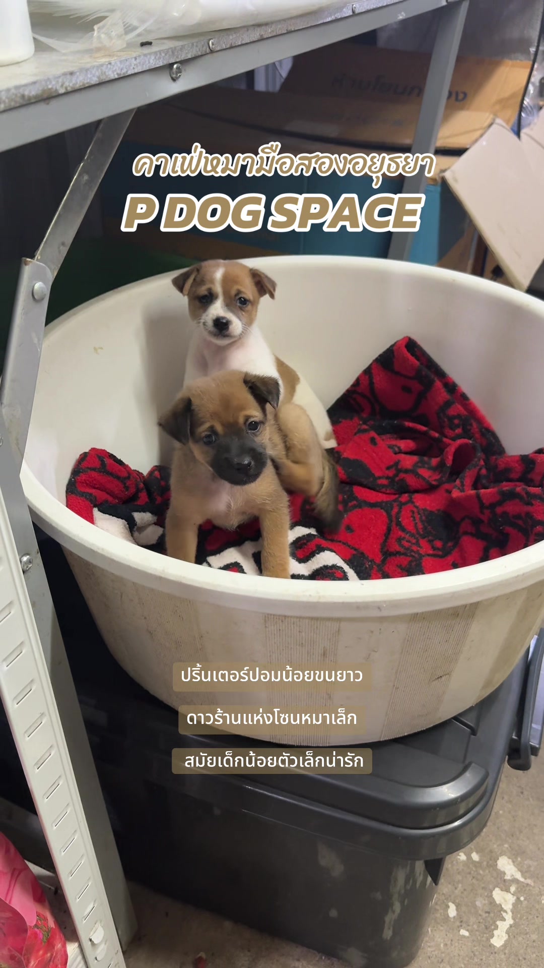 @P Dog Space คาเฟ่หมามือสอง 🐶
