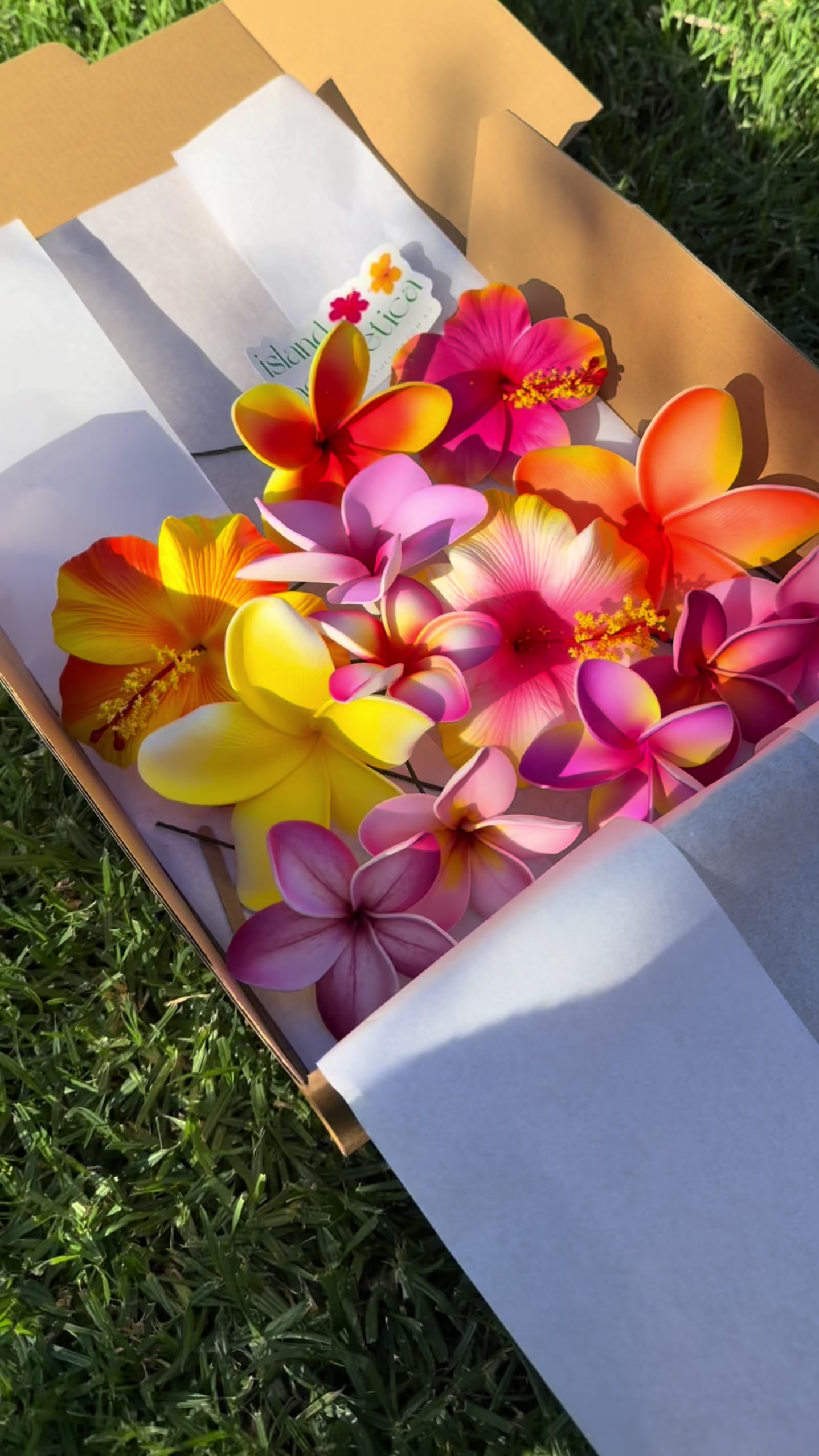 @Island Aesthetica 🌺 Pasifika