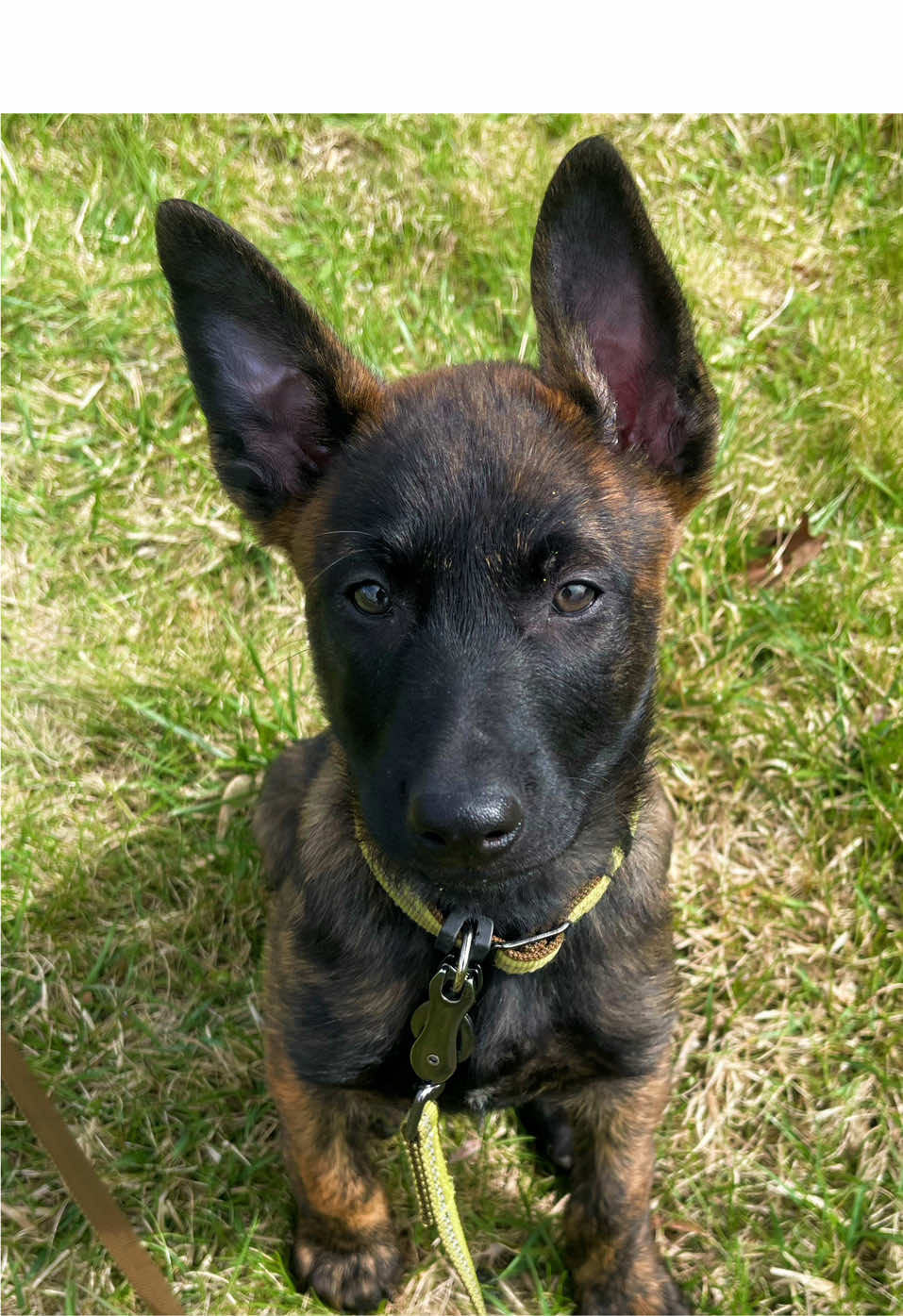 @WaveRyder_k9