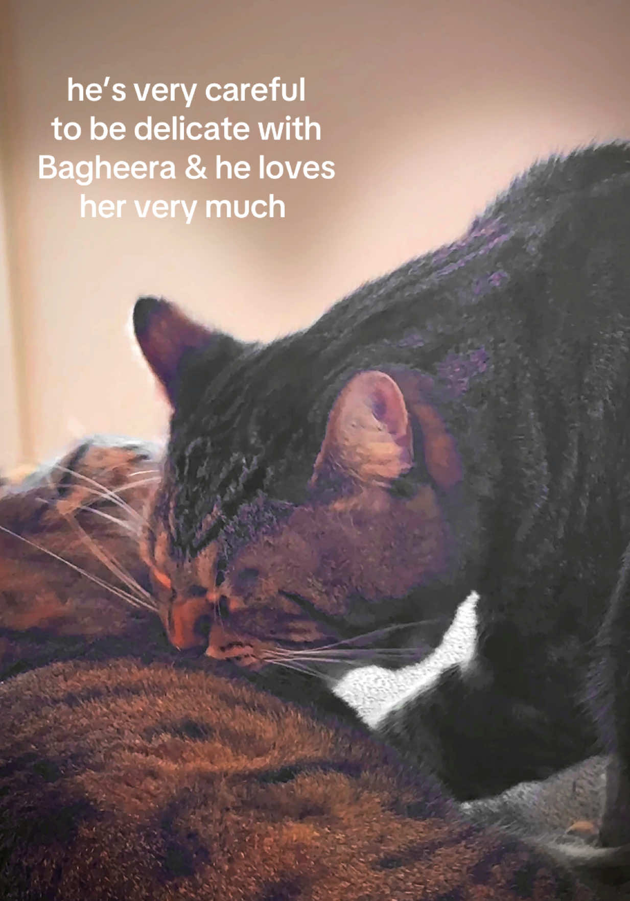 @🐱 Bagheera the cat 🐱