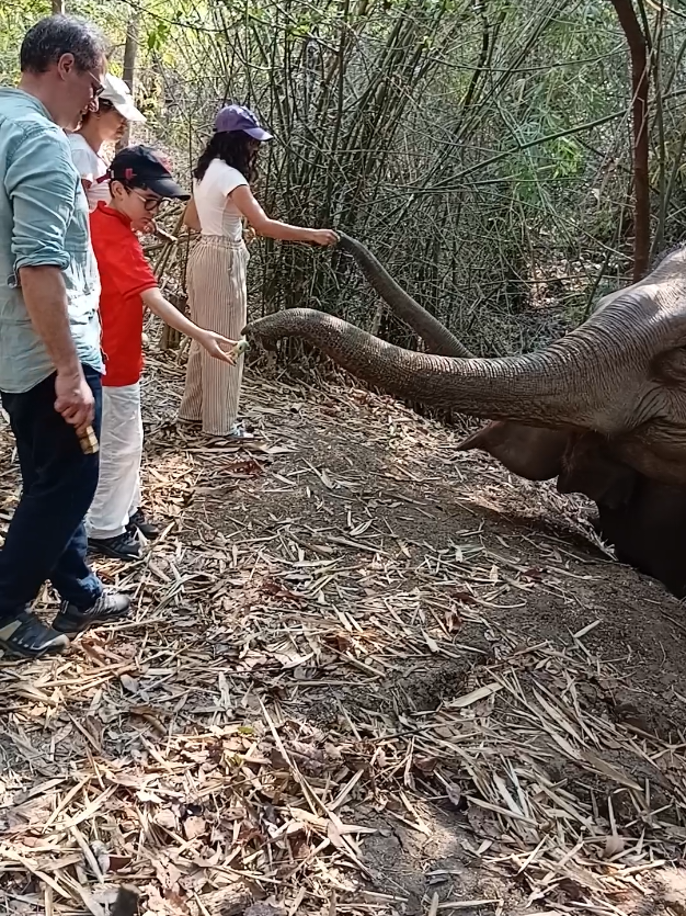 @LuangPrabang Elephant New Home