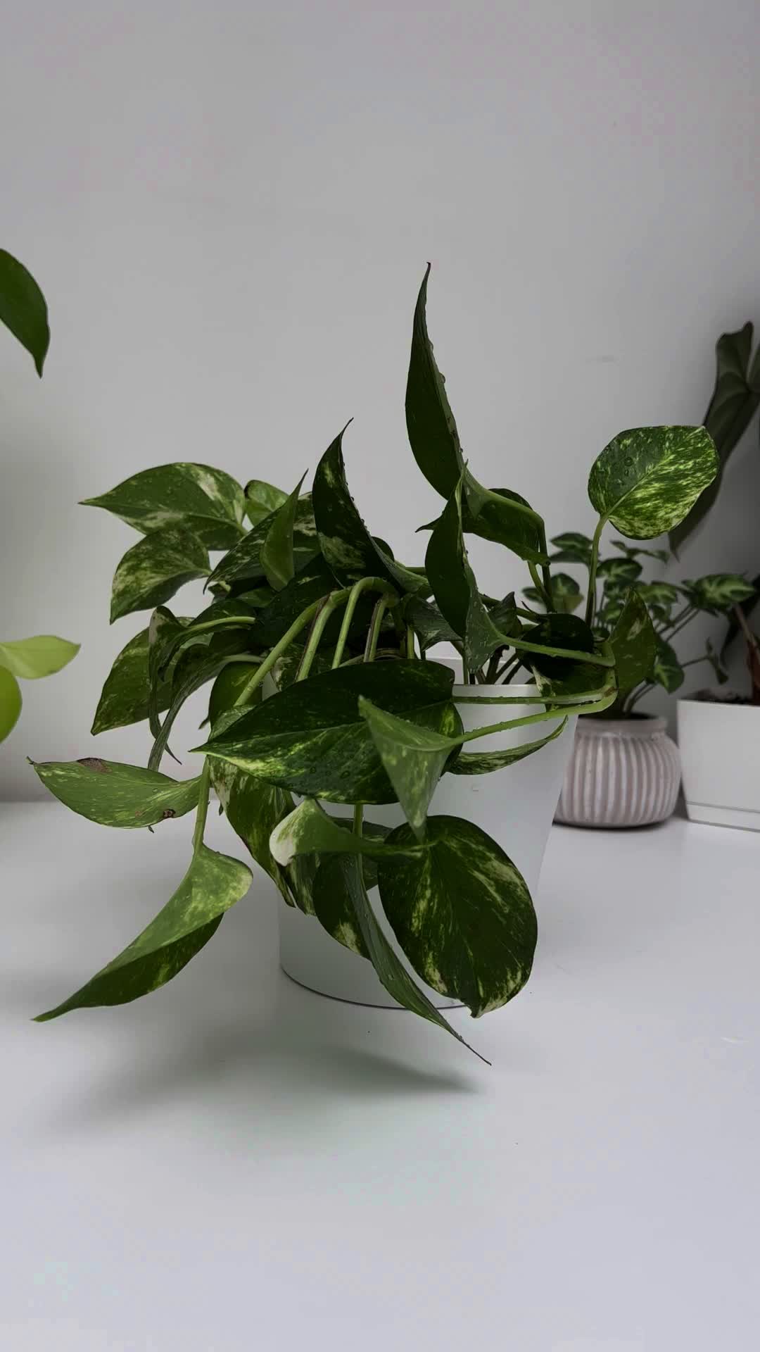 @Plant House & Garden