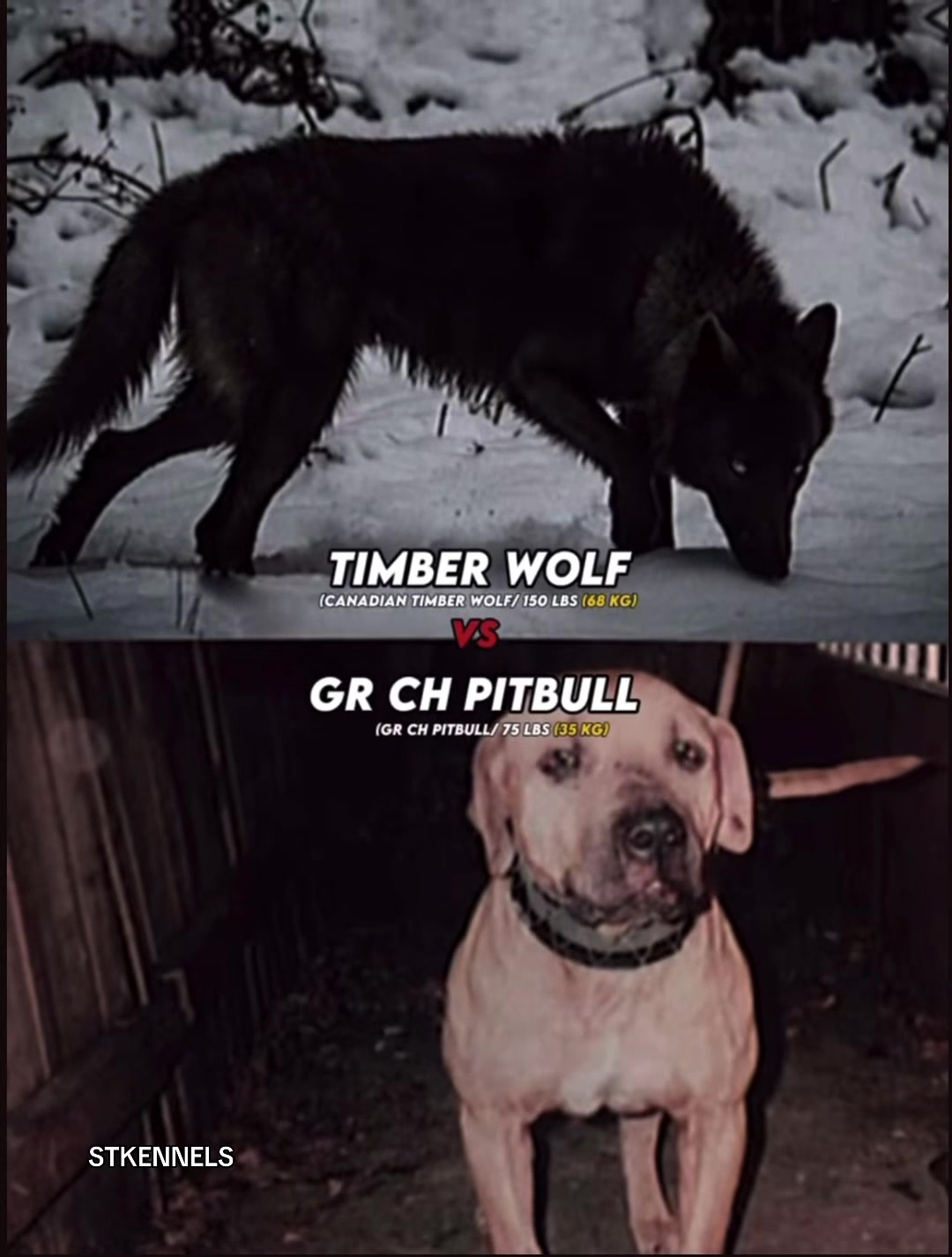@sabertoothkennels