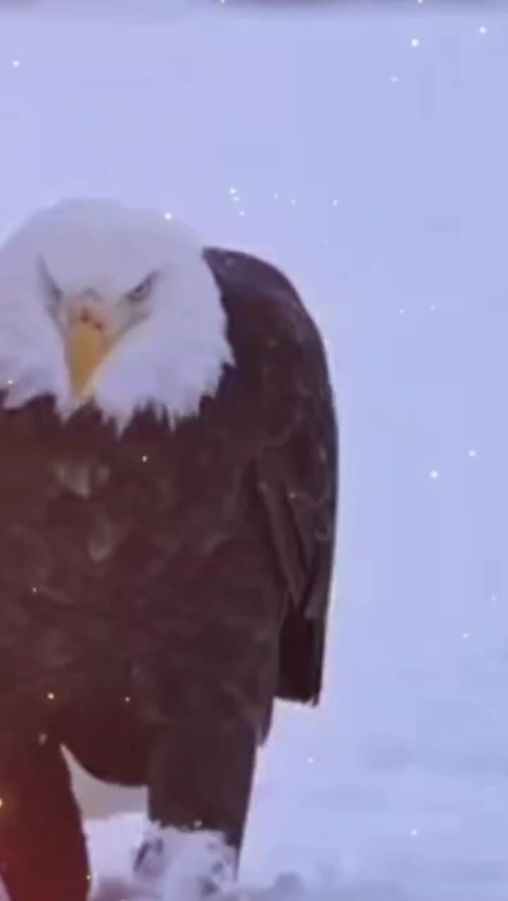 @🦅🦅🌞ANGEWL MOTIVADA🌞🦅🦅